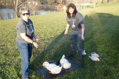 geese-wrangling-2016-1