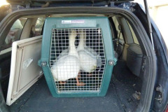 geese-wrangling-2016-5