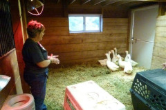 geese-wrangling-2016-6