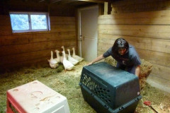 geese-wrangling-2016-7