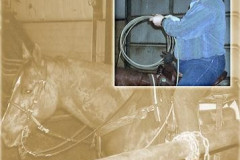 peterson_rawhide-sepia